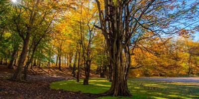 مرداب جادویی هسل